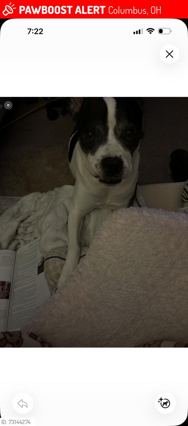 Lost Female Dog last seen Cooke rd, Columbus, OH 43224