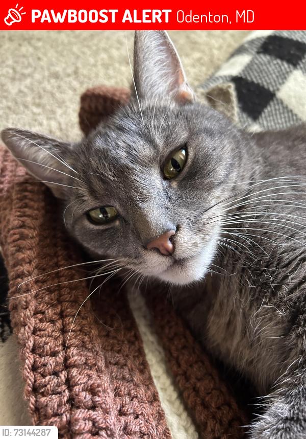 Lost Male Cat last seen Waugh Chapel rd, Odenton, MD 21054