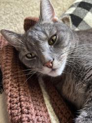 Lost Male Cat last seen Waugh Chapel rd, Odenton, MD 21054