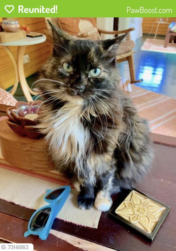 Reunited Female Cat last seen 51st & 37th St Mpls, MN, Minneapolis, MN 55417