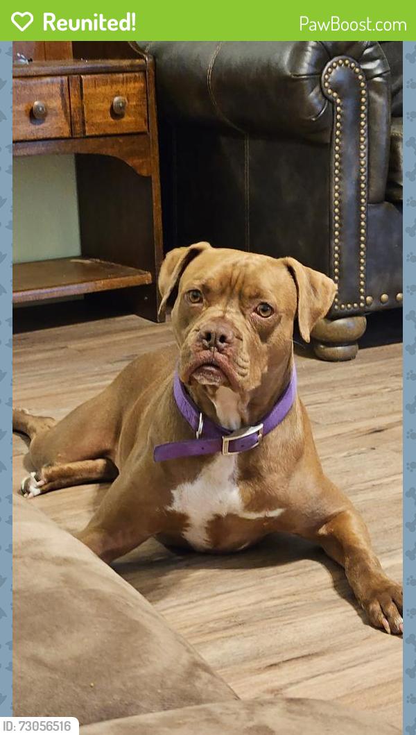 Reunited Male Dog last seen Between County Roads 163 and 195., Gainesville, TX 76240