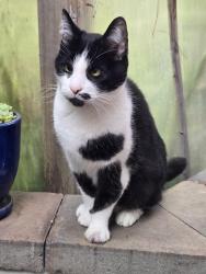 Reunited Female Cat last seen E. 30th st. And 14th, Oakland, CA 94606