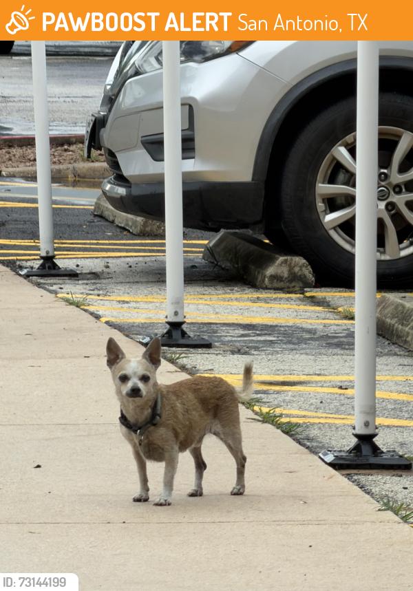 Found/Stray Unknown Dog last seen Back parking lot, Texas Diabetes Institute, San Antonio, TX 78207