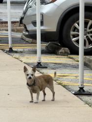 Found/Stray Unknown Dog last seen Back parking lot, Texas Diabetes Institute, San Antonio, TX 78207