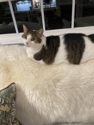 Lost Female Cat last seen Giunta Lane between High St. And Matlack St., West Chester, PA 19382