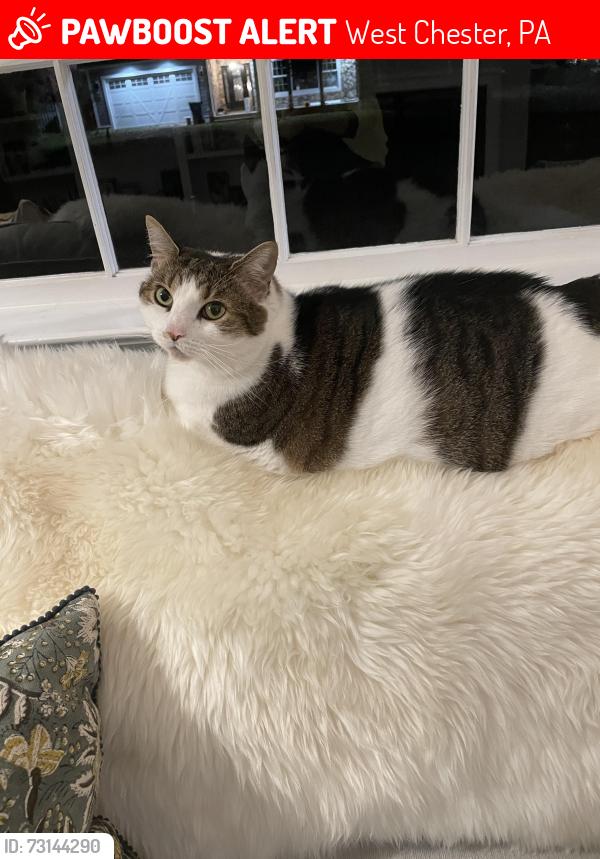 Lost Female Cat last seen Giunta Lane between High St. And Matlack St., West Chester, PA 19382