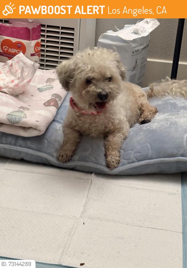 Found/Stray Female Dog last seen Nadeau st, Los Angeles, CA 90044