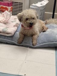 Found/Stray Female Dog last seen Nadeau st, Los Angeles, CA 90044