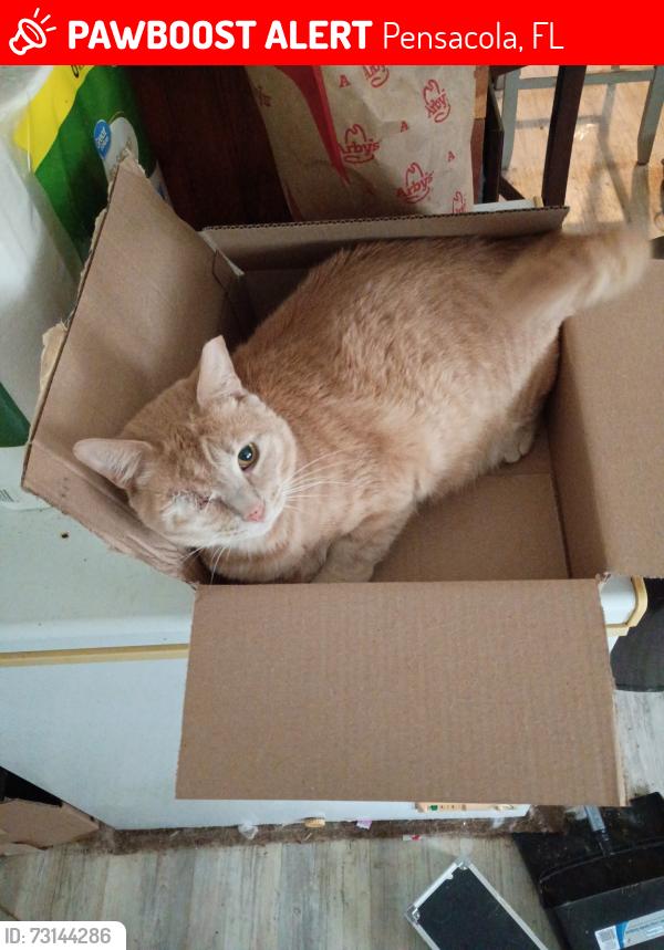 Lost Male Cat last seen Olive rd, Pensacola, FL 32514