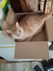 Lost Male Cat last seen Olive rd, Pensacola, FL 32514