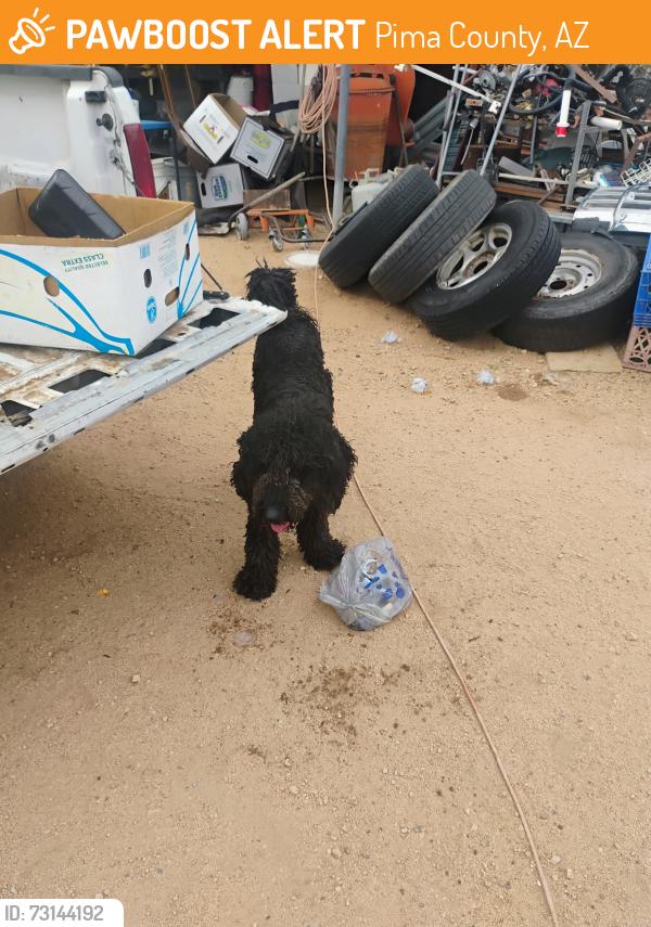 Found/Stray Male Dog last seen Sierrita and cisco, Pima County, AZ 85736