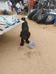 Found/Stray Male Dog last seen Sierrita and cisco, Pima County, AZ 85736