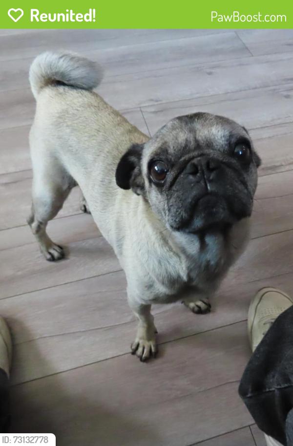 Reunited Male Dog last seen 8th and Fresno, Los Angeles, CA 90023