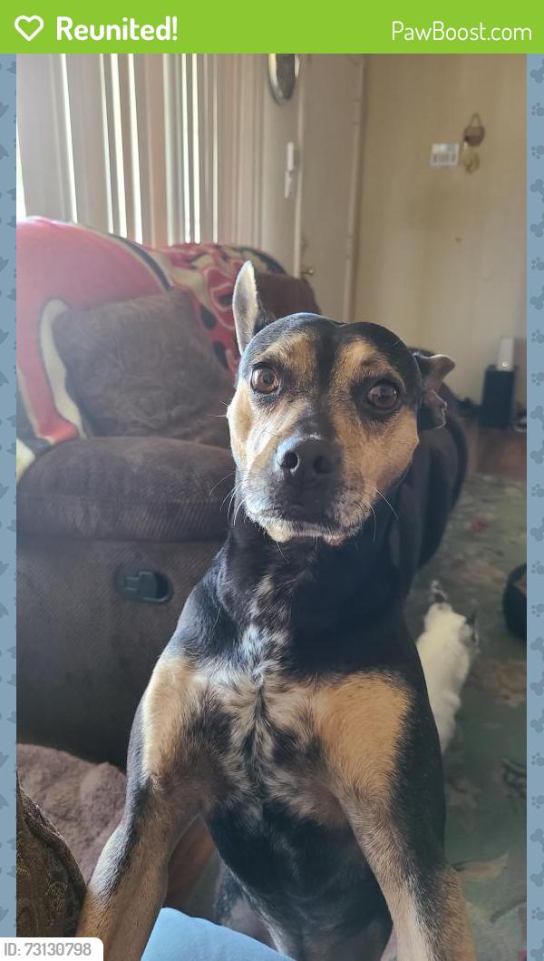 Reunited Male Dog last seen Marie and Wilbur Ave Antioch, Antioch, CA 94509