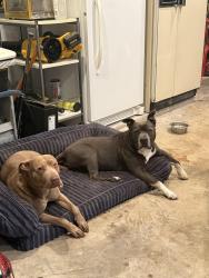 Lost Male Dog last seen Timberwood Park, San Antonio, TX 78260