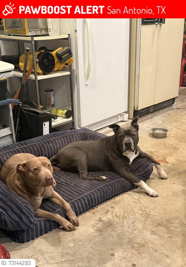 Lost Male Dog last seen Timberwood Park, San Antonio, TX 78260