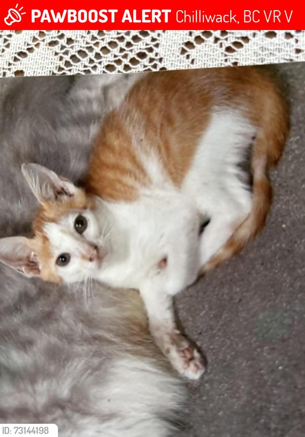 Lost Male Cat last seen infront garden lawn of my hse on Stoneridge Place, Copper Ridge, Chilliwack Mountain, Chilliwack, BC V2R 5V2