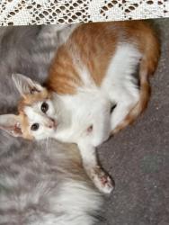Lost Male Cat last seen infront garden lawn of my hse on Stoneridge Place, Copper Ridge, Chilliwack Mountain, Chilliwack, BC V2R 5V2