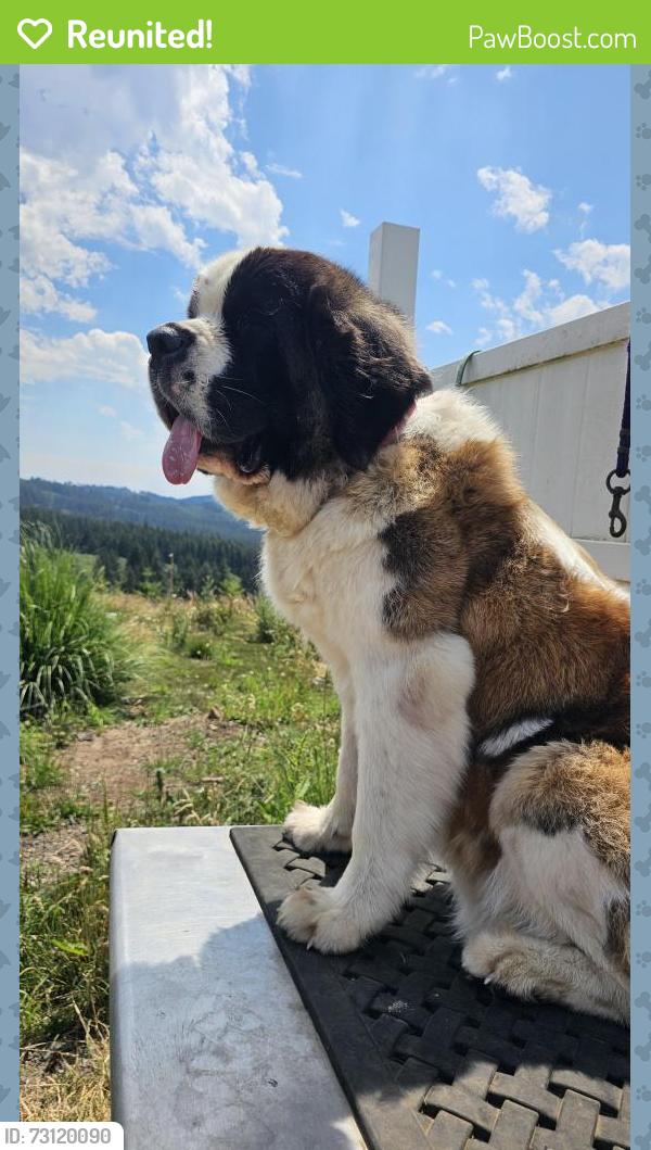 Reunited Female Dog last seen Summit at Autumn Hills, Camas, WA 98607