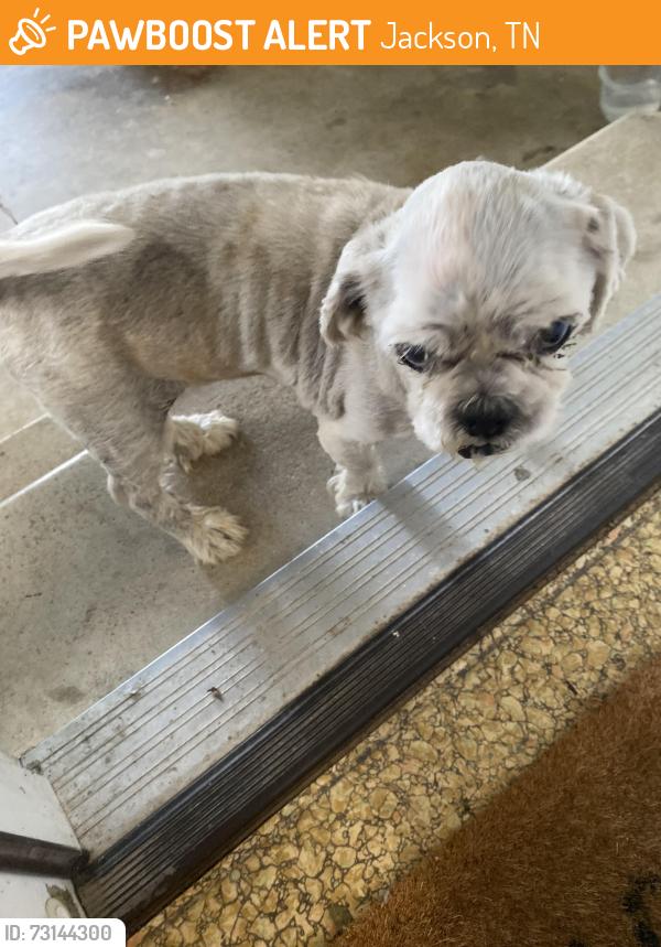 Found/Stray Male Dog last seen Near Ashport and Old Bells Rd in Adair, Jackson, TN 38305