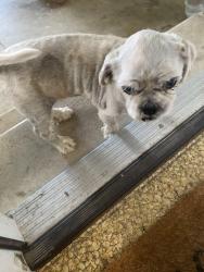 Found/Stray Male Dog last seen Near Ashport and Old Bells Rd in Adair, Jackson, TN 38305