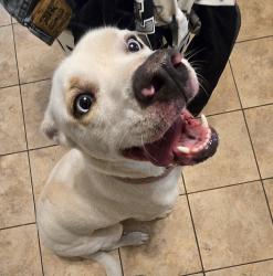 Reunited Female Dog last seen Washington, lomas, Albuquerque, NM 87108