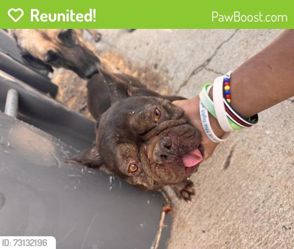 Reunited Male Dog last seen Simpson and Menifee Rd, Winchester, CA 92596
