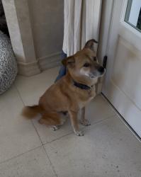 Reunited Male Dog last seen Near Shadow hill way, Beverly Hills CA 90210, Beverly Hills, CA 90210