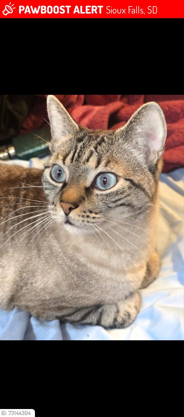 Lost Male Cat last seen Edgewater Villas, Sioux Falls, SD 57108