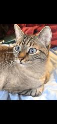 Lost Male Cat last seen Edgewater Villas, Sioux Falls, SD 57108