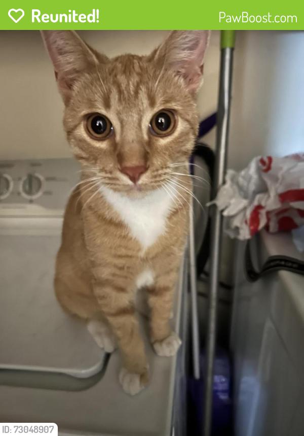 Reunited Male Cat last seen 16th street and Glendale, Phoenix, AZ 85014