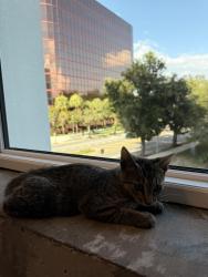 Found/Stray Male Cat last seen Orange County Courthouse, Orlando, FL 32801