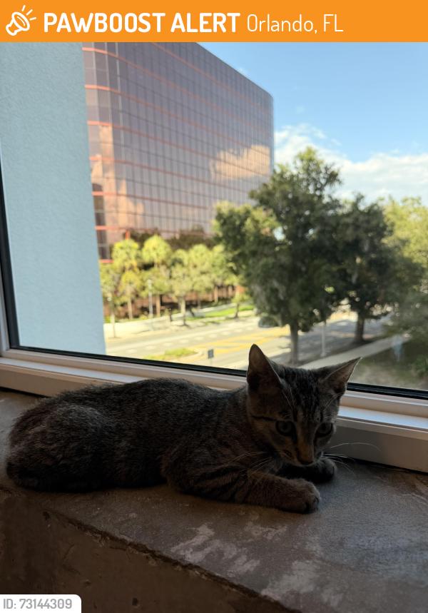 Found/Stray Male Cat last seen Orange County Courthouse, Orlando, FL 32801