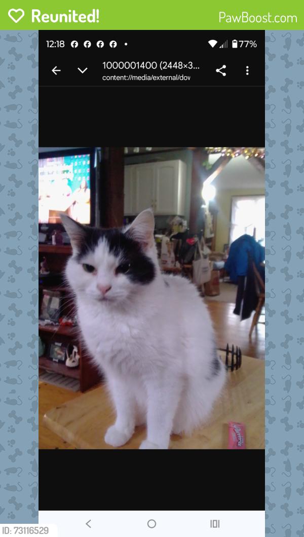 Reunited Male Cat last seen Bossies ln and Olivet Church Rd, Providence Forge, VA 23140