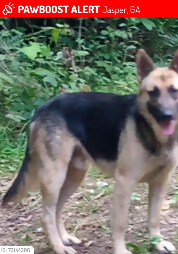 Lost Female Dog last seen Camp Road / Flemming Drive, Jasper, GA 30143
