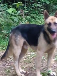 Lost Female Dog last seen Camp Road / Flemming Drive, Jasper, GA 30143