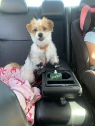 Lost Male Dog last seen cottonwood ave, Hesperia, CA 92344