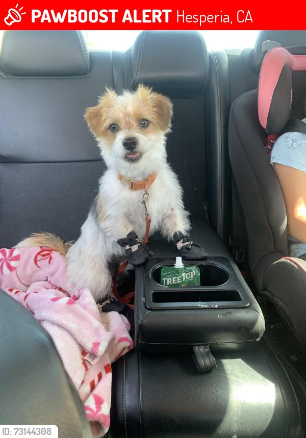 Lost Male Dog last seen cottonwood ave, Hesperia, CA 92344