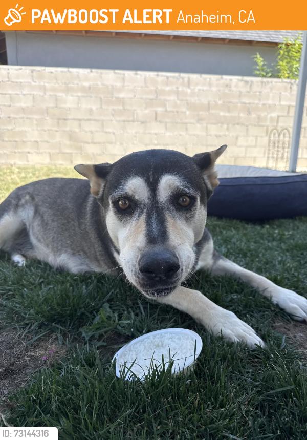 Found/Stray Female Dog last seen Woodsbero, Anaheim, CA 92808