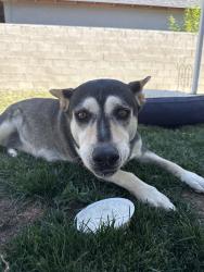Found/Stray Female Dog last seen Woodsbero, Anaheim, CA 92808