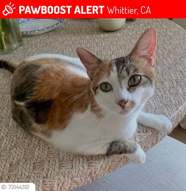 Lost Female Cat last seen la Colima Elementary school, Whittier, CA 90604