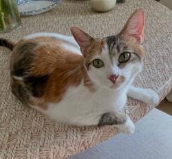 Lost Female Cat last seen la Colima Elementary school, Whittier, CA 90604