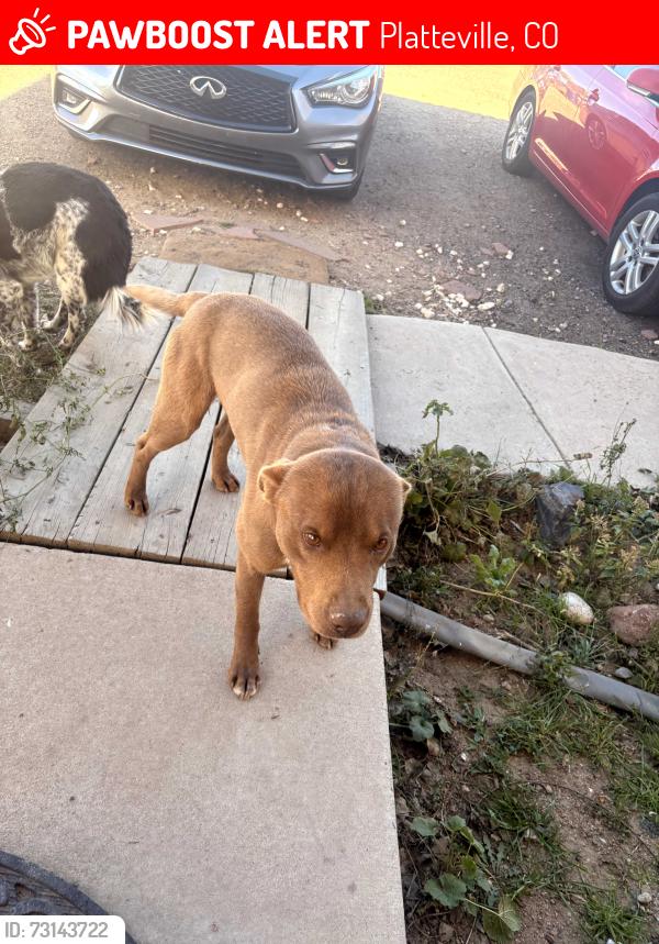Lost Male Dog last seen North of hwy 66 on county rd 17, Platteville, CO 80651
