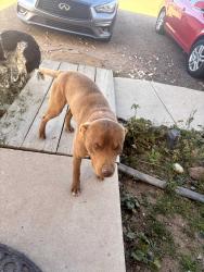 Lost Male Dog last seen North of hwy 66 on county rd 17, Platteville, CO 80651