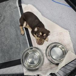 Shelter Stray Male Dog last seen 83rd Ave/ MacArthur Blvd, Oakland, CA, 1101 29th Ave, Oakland, CA 94601, USA