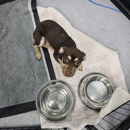 Shelter Stray Male Dog last seen 83rd Ave/ MacArthur Blvd, Oakland, CA, 1101 29th Ave, Oakland, CA 94601, USA