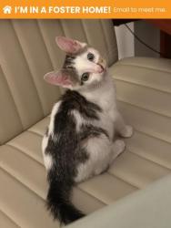 Shelter Stray Male Cat last seen Near McKean Ave, 21217, MD, 301 Stockholm St, Baltimore, MD 21230, USA