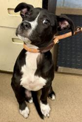 Shelter Stray Female Dog last seen Near Carrollwood Drive, 30083, GA, 3280 Chamblee Dunwoody Rd, Chamblee, GA 30341, USA