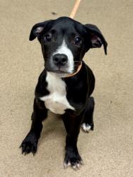 Shelter Stray Male Dog last seen Near Carrollwood Drive, 30083, GA, 3280 Chamblee Dunwoody Rd, Chamblee, GA 30341, USA