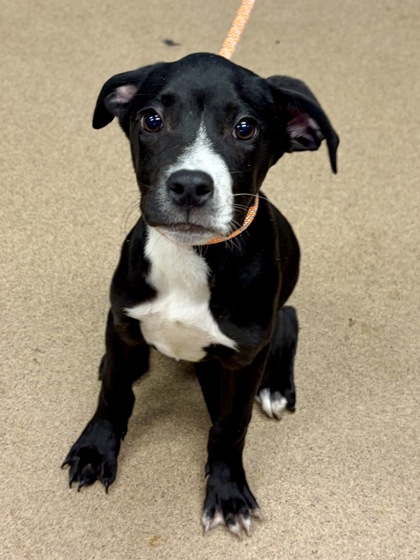 Shelter Stray Male Dog last seen Near Carrollwood Drive, 30083, GA, 3280 Chamblee Dunwoody Rd, Chamblee, GA 30341, USA